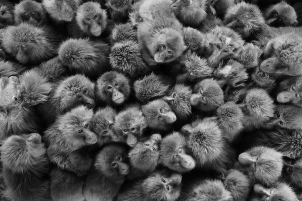 Birds eye view