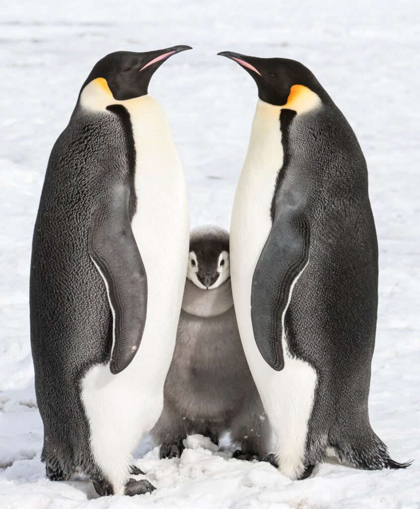 Penguins
